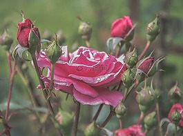 玫瑰,粉色,花