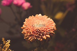 鮮花,花瓣,自然