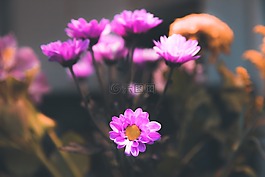 鮮花,花瓣,自然