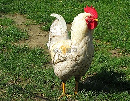 雞,哈恩,動物世界