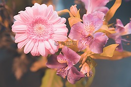 鮮花,花瓣,自然