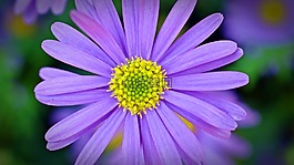 藍(lán)星號(hào),花,開(kāi)花