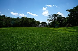 草,景觀,樹
