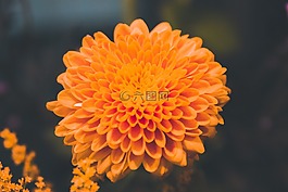 鮮花,花瓣,自然
