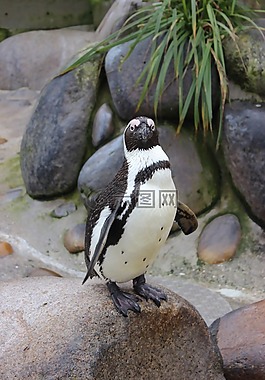企鵝,鳥(niǎo),動(dòng)物