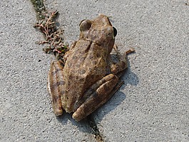 房子veslonogy,polypedates leucomystax,青蛙