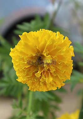 萬壽菊,性質(zhì),黃