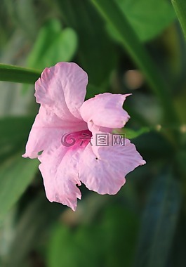 花,紫色,花卉園