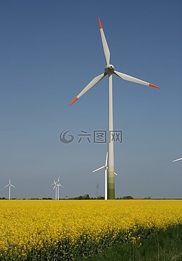 風車,北海,油菜籽場