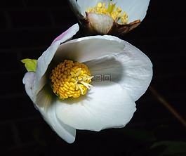 開花,花,關(guān)閉
