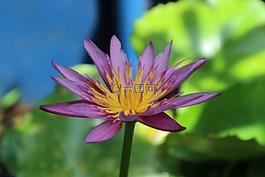 莲花,紫色,紫色的莲花。