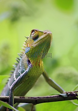 變色龍,動物,野生