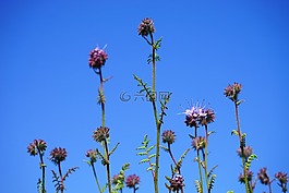 季節(jié),花,鮮花
