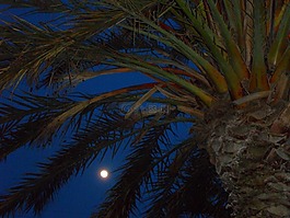 晚上,夜,abendstimmung