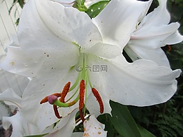礼来公司,白莉莉,花
