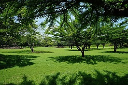 景觀,樹,草