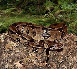 皇帝蛇,boa,蛇