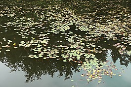 湖,池塘,睡蓮