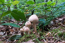 蘑菇,森林,苔