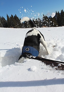 寒冬,雪,狗