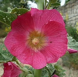 花,花園,紅色