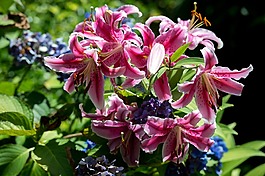 百合花,鮮花,花的