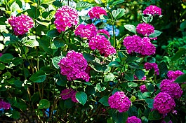 繡球,鮮花,熱粉色
