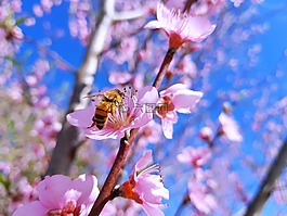 peache花,新西蘭,蜜蜂