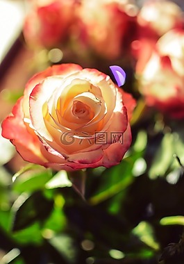 玫瑰,花,裝修