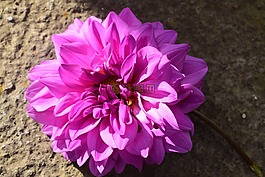栀,花,花园