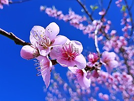 peache花,鮮花,自然