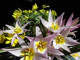 報(bào)春花,響鈴,花束