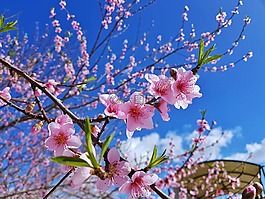 peache花,自然,鮮花