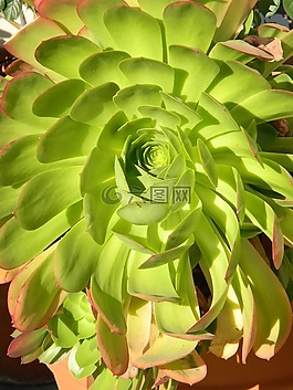 植物,多汁,自然