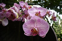 蘭花,花,粉紅色