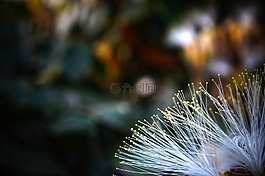薩爾瓦多,花,性質(zhì)