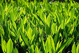杏 laurocerasus,布什,葉子