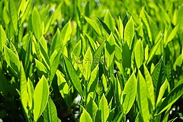 葉子,綠色,背光