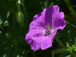 廠,紫,開花