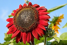 太陽花,花,開花