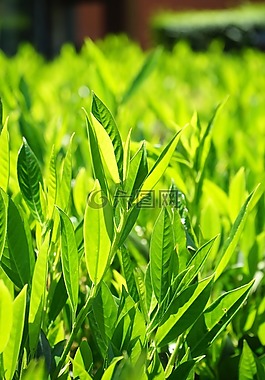 葉子,綠色,背光