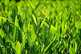 杏 laurocerasus,布什,葉子