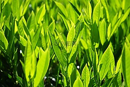 葉子,綠色,背光