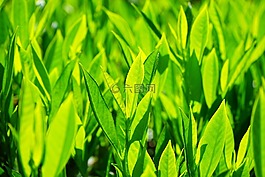 杏 laurocerasus,葉子,綠色