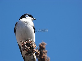 星形沼澤,鳥(niǎo),黑