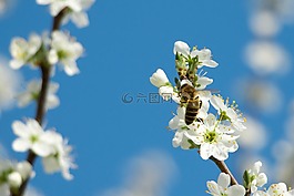 蜜蜂,宏,附近的灌木，开花