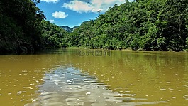 河,叢林,水