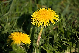 蒲公英,黃色,開(kāi)花