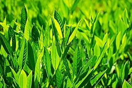 葉子,綠色,背光