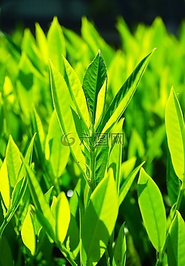 葉子,綠色,背光